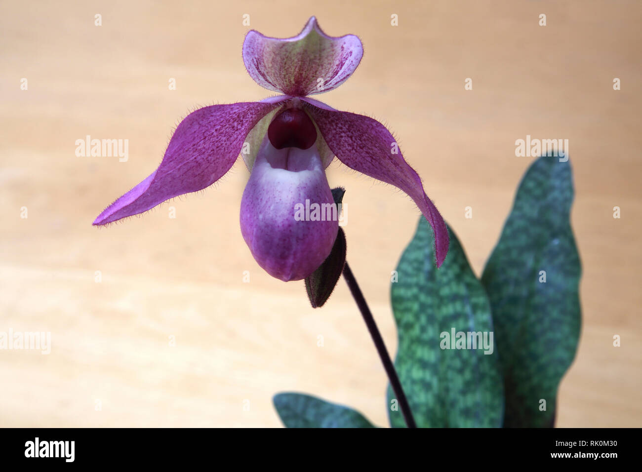 Rare Paphiopedilum deloph.(delenatii x glaucophyllum) orchid plant  in bloom Stock Photo