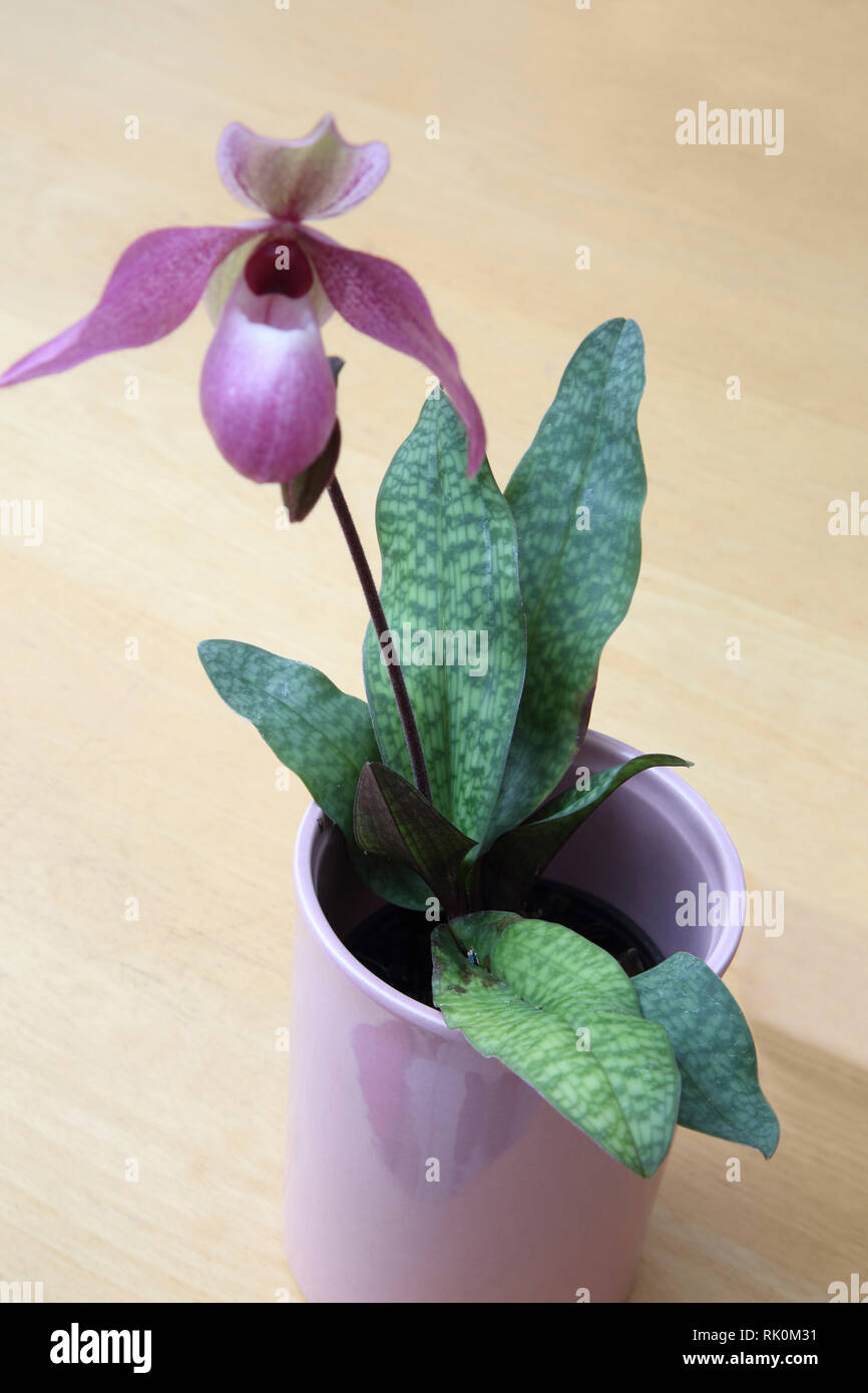 Rare Paphiopedilum deloph.(delenatii x glaucophyllum) orchid plant  in bloom Stock Photo