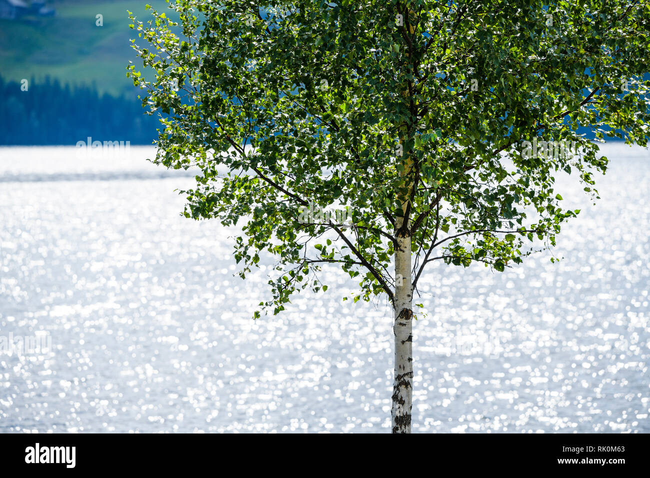 Single tree by side of fjord, Aurland, Norway, Europe Stock Photo