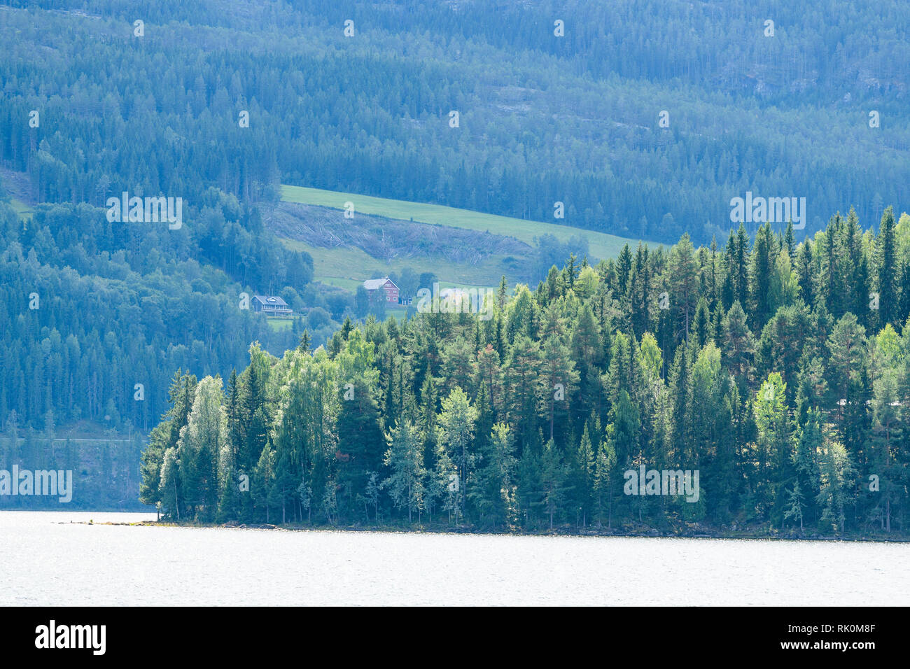 Dense forest by fjord, Aurland, Norway, Europe Stock Photo