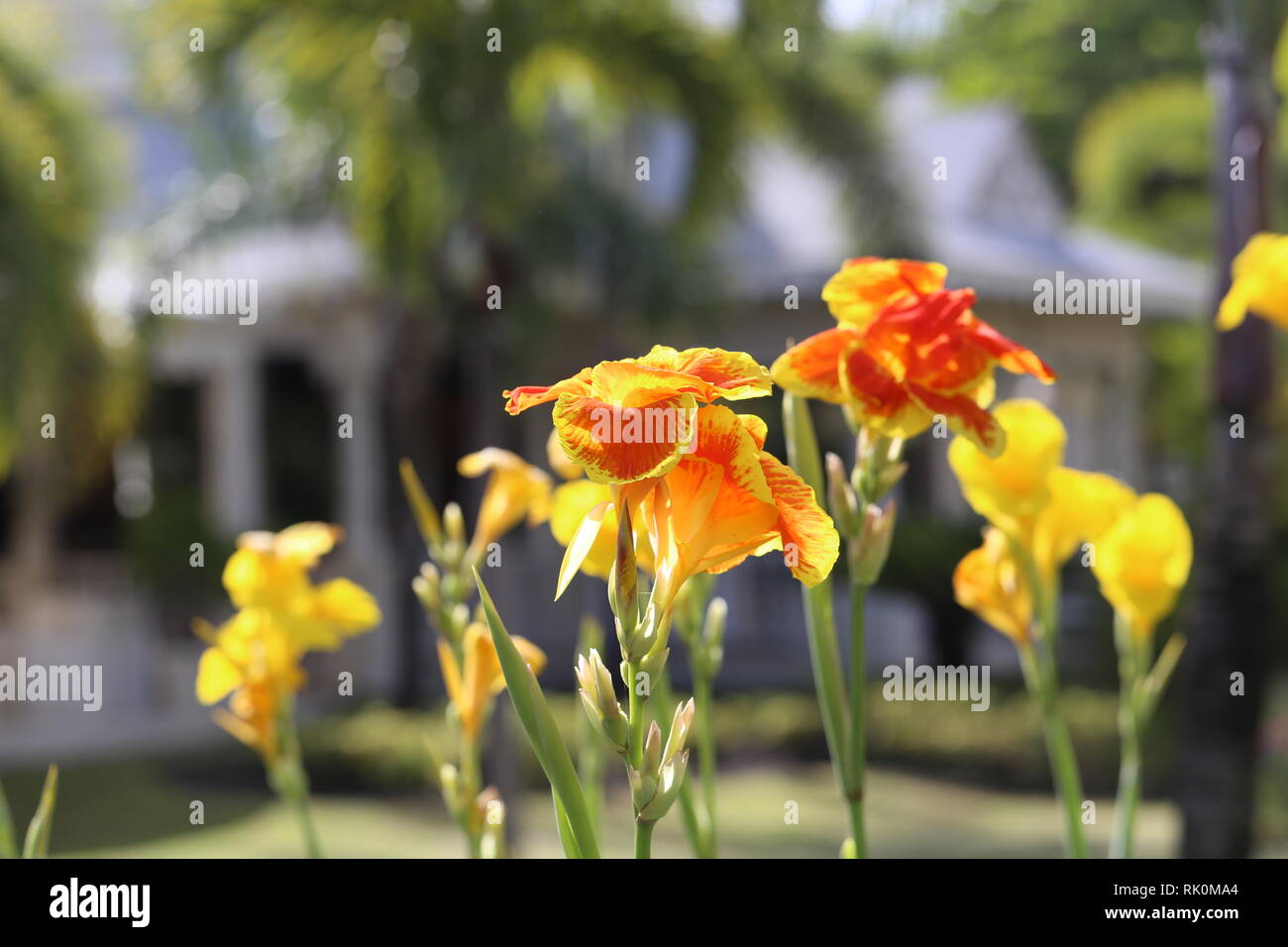 Irises Stock Photo