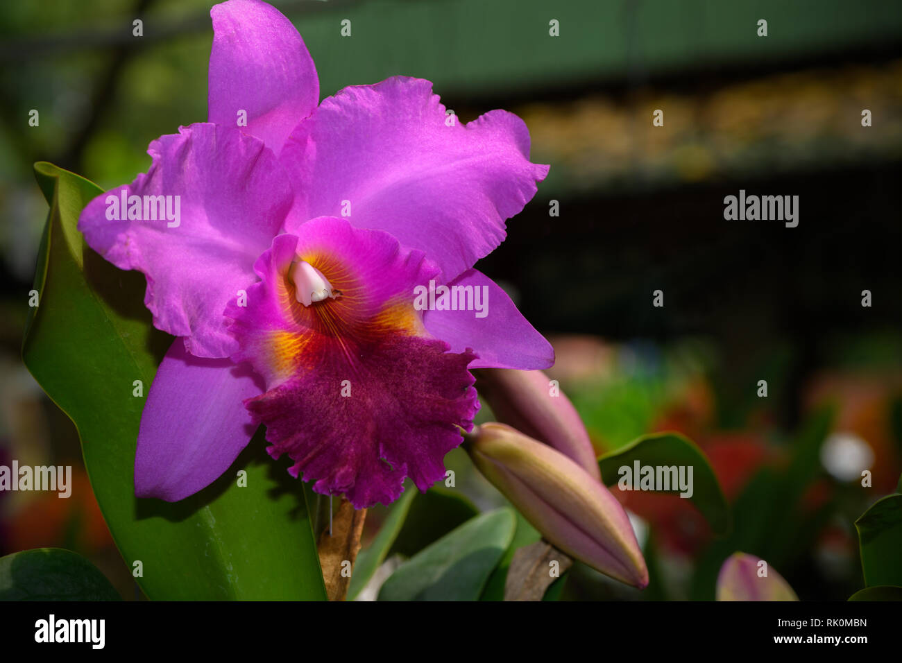 Beautiful pink hybrid Cattleya flower orchid in garden, nature background Stock Photo