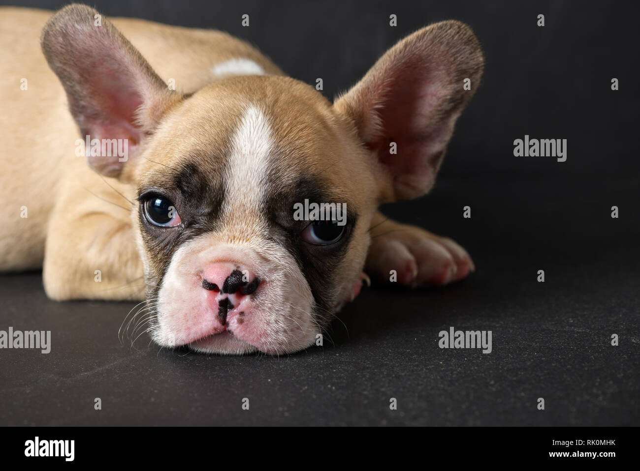 Cute french bulldog puppy sleep on black stone background, Pet animal concept Stock Photo