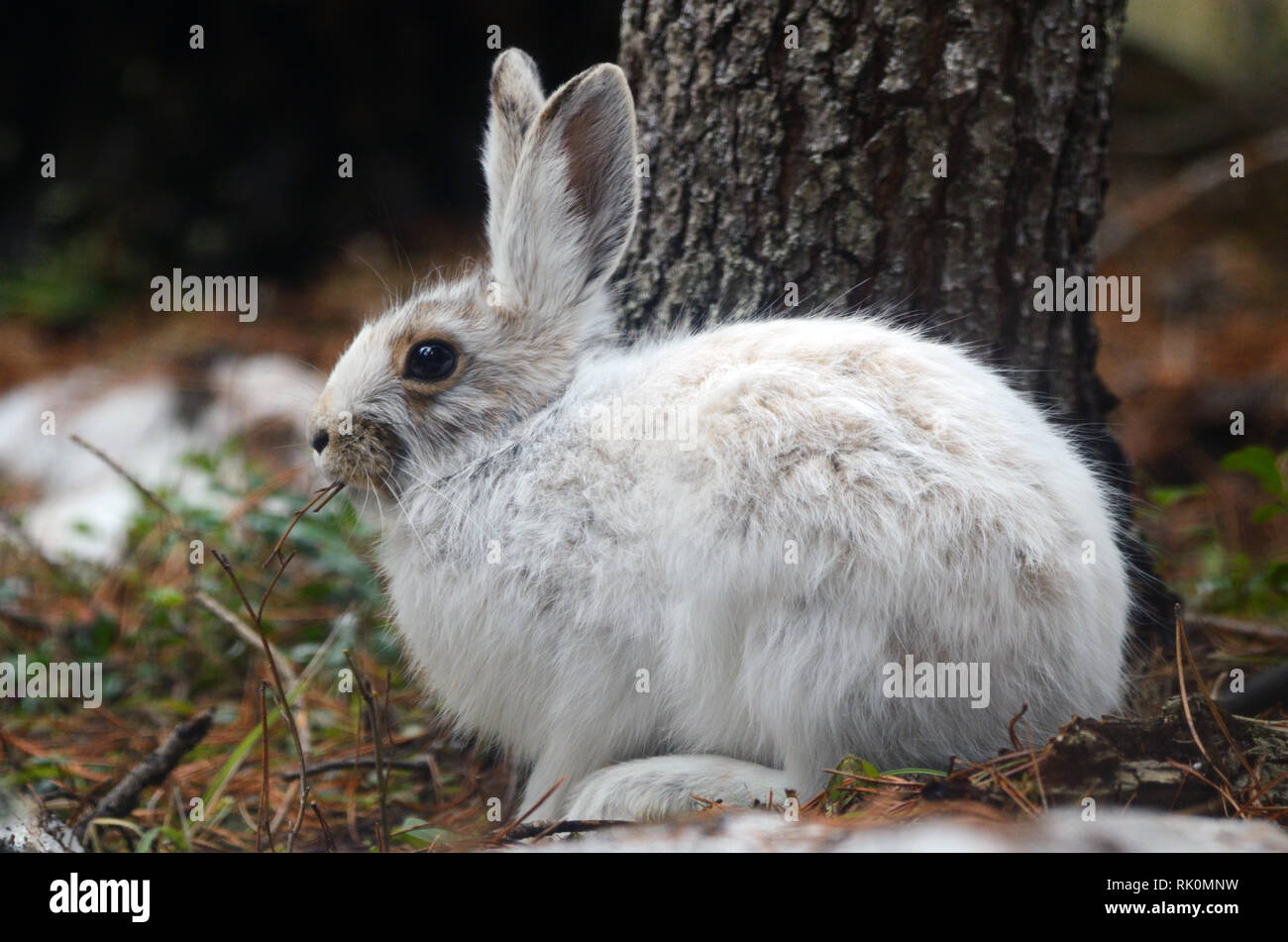 Snowshoe hare in spring with fur coat beginning to change from winter