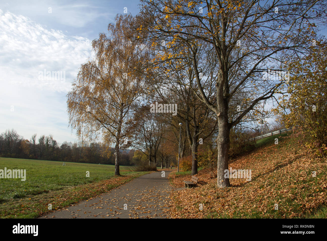Autumn Park / Autumn leaves of a tree Stock Photo - Alamy