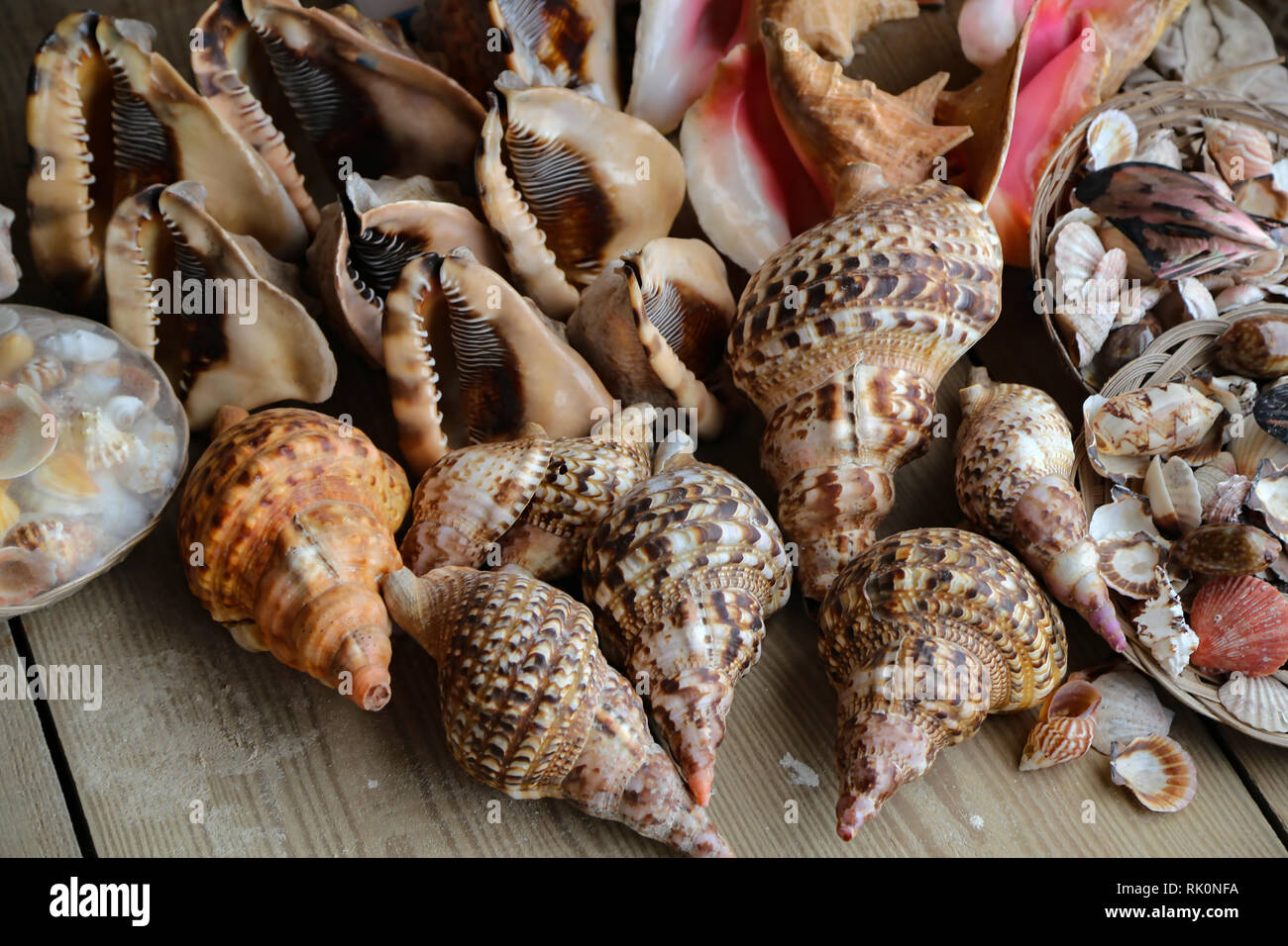Sea shells lie on the table Stock Photo