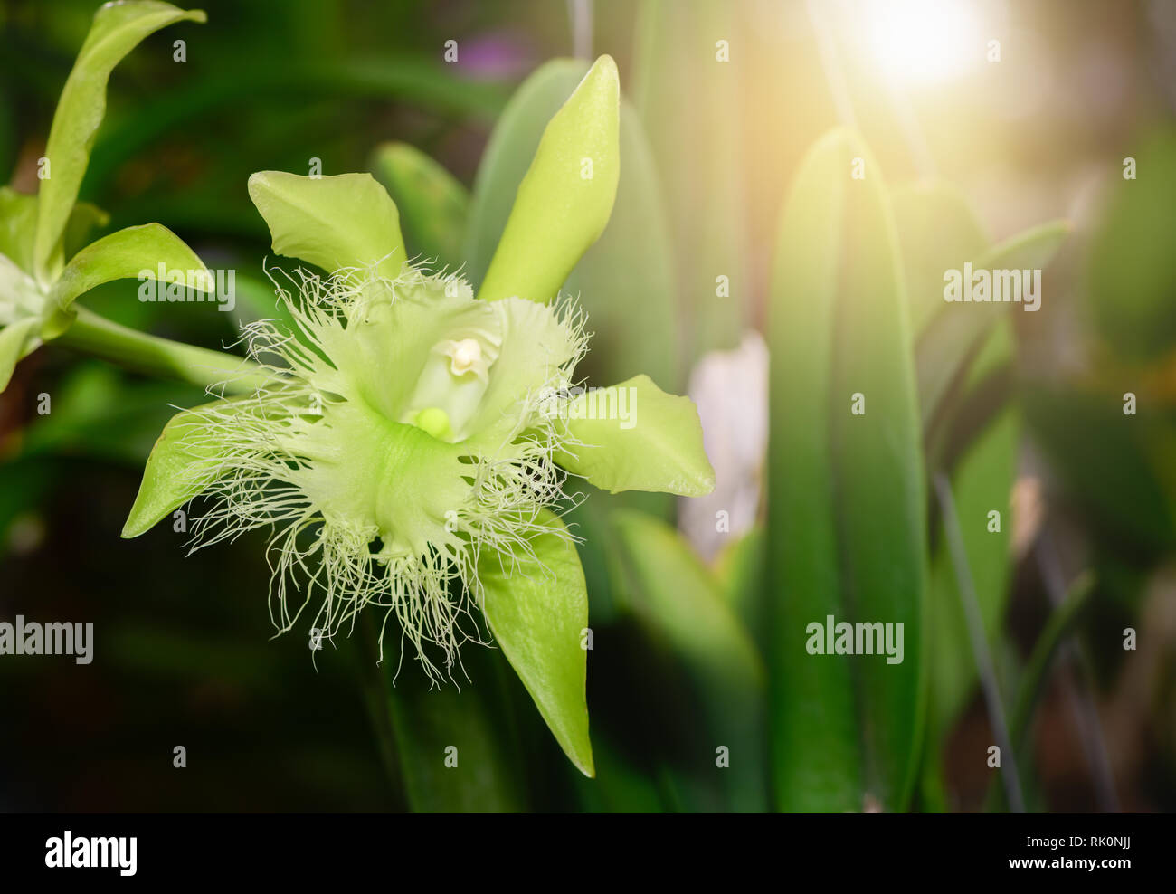 Green wild orchid flower with sunlight in garden, orchid of thailand Stock Photo