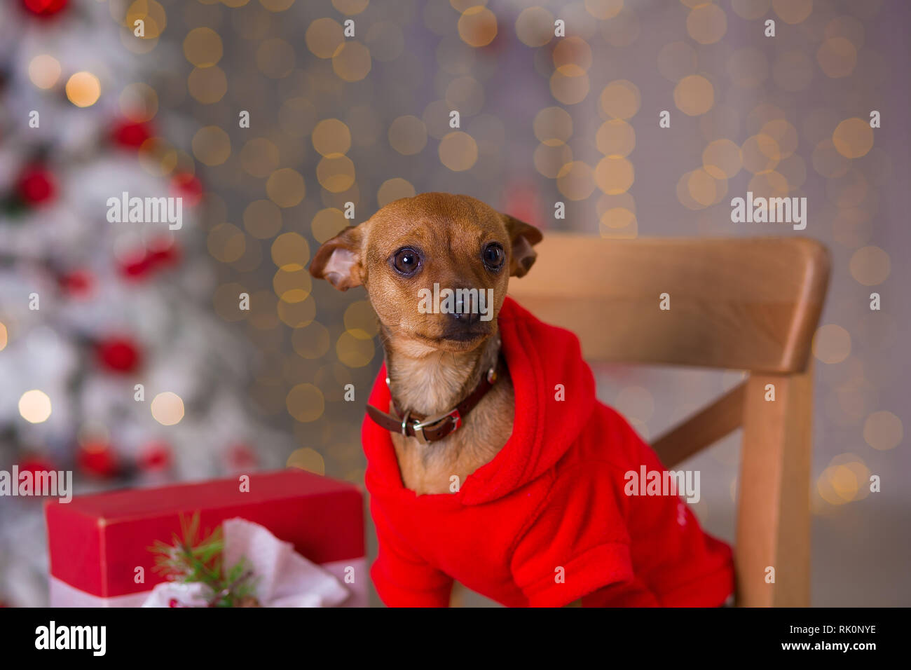 sachin and babi light blue dress 2025 Holiday Dog Outfits & Christmas Walk Gear