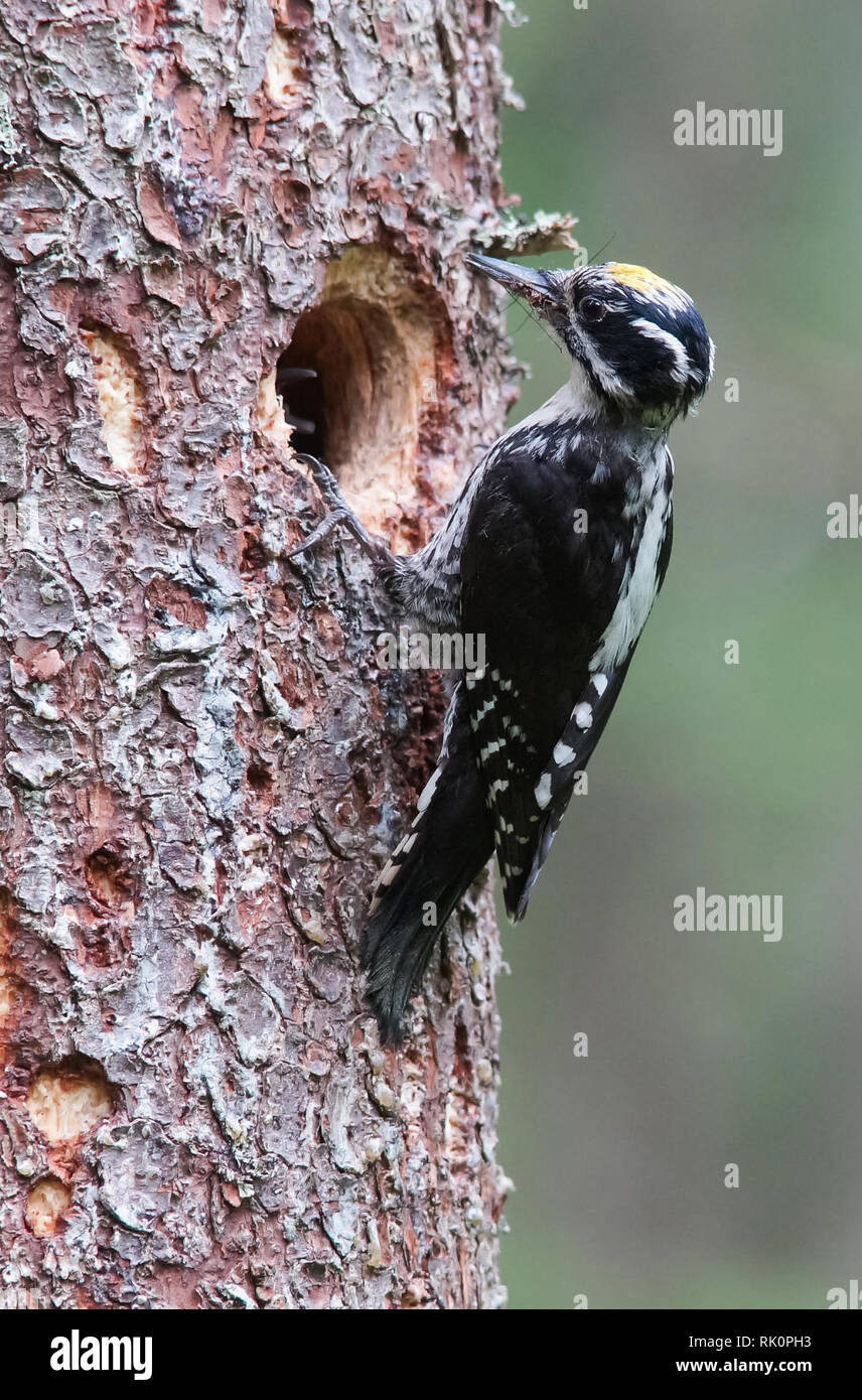 Three-toed Woodpecker Stock Photo
