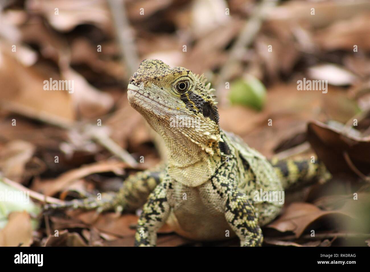 Eastern water dragon close up with brown background of leaves and sticks. Stock Photo