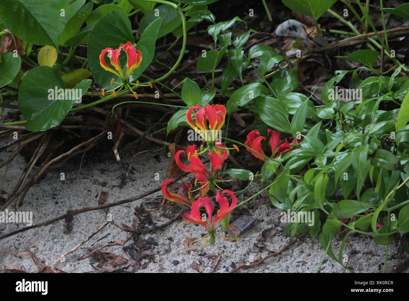 Flame lily (Gloriosa superba) flowering in the coastal scrub of Diani Beach, Kenya Stock Photo