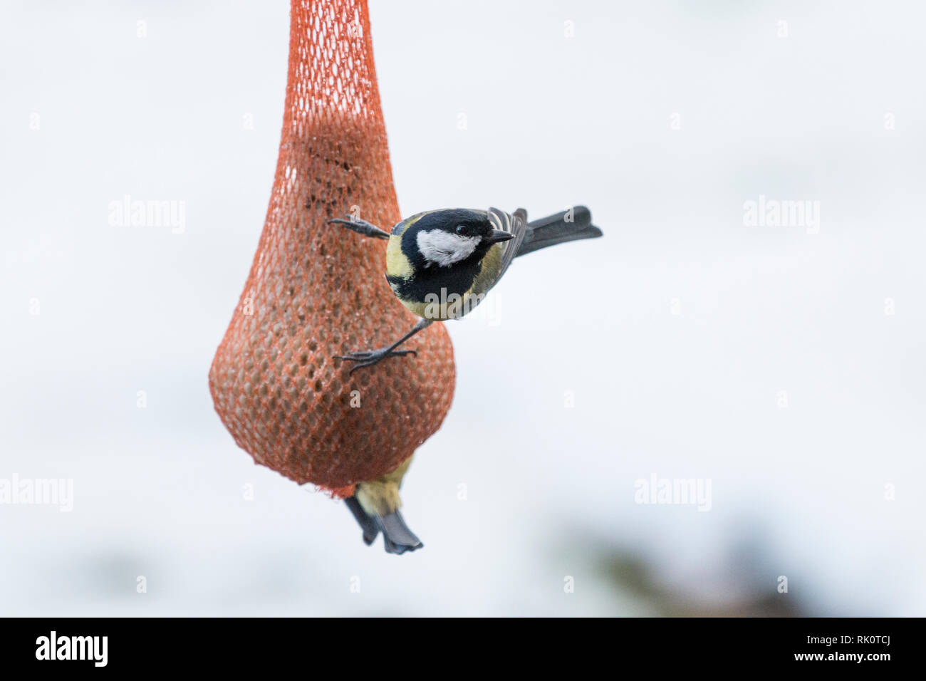 Meisen im Garten Stock Photo - Alamy