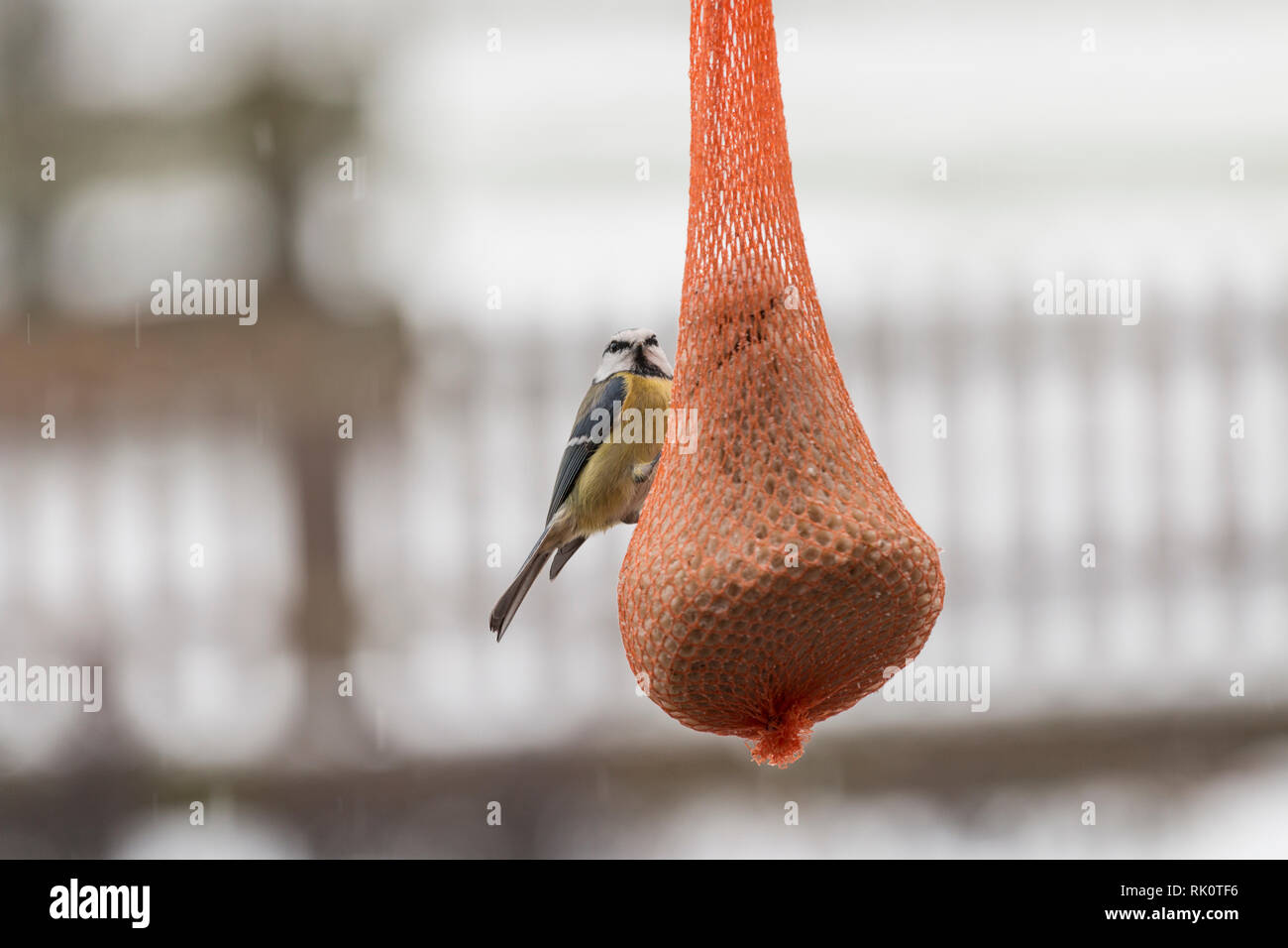 Tiere fett hires stock photography and images Alamy