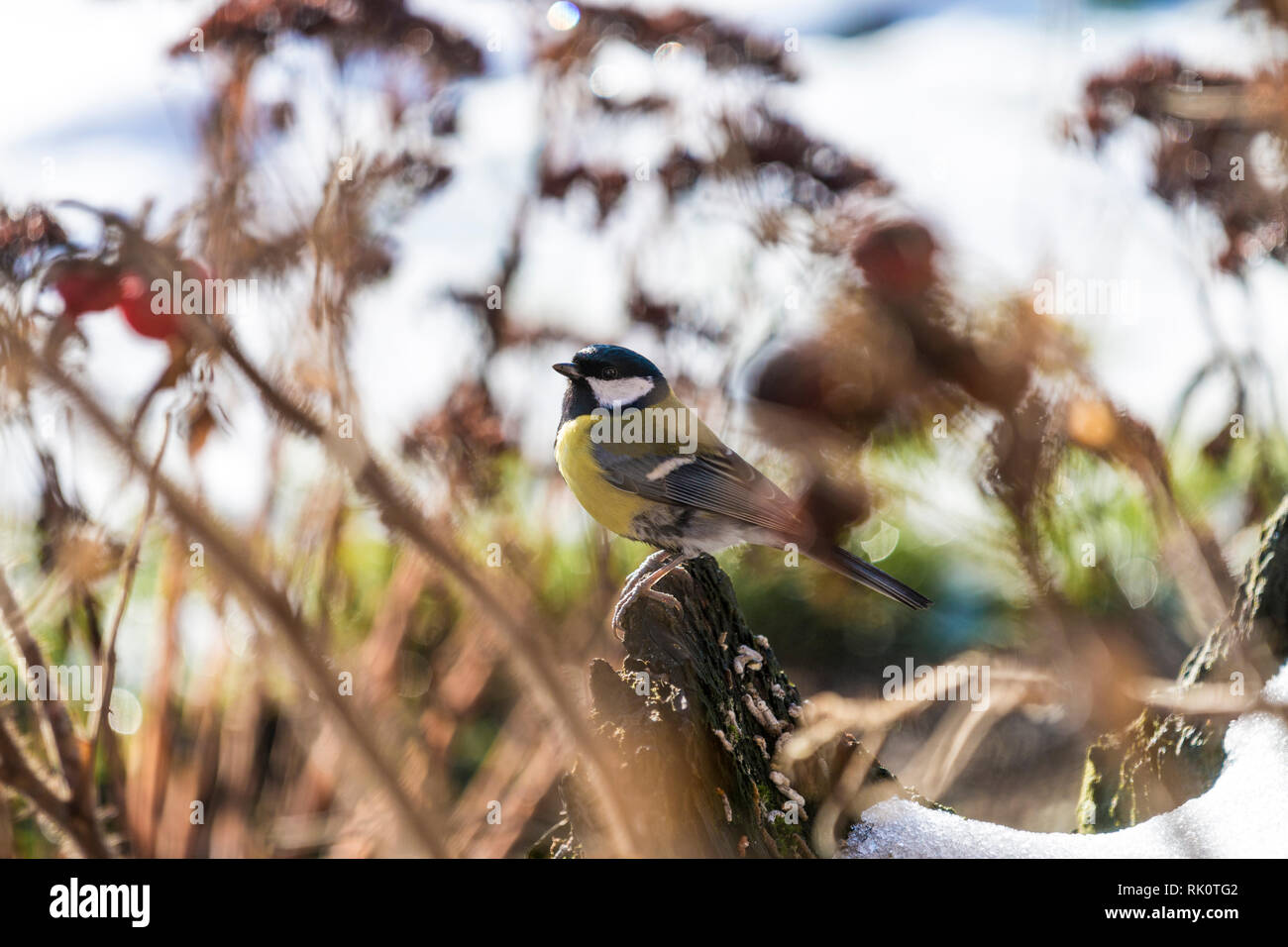 Tiere fett hires stock photography and images Alamy