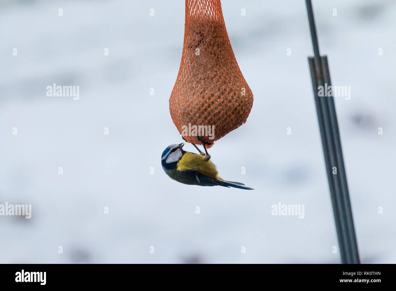 Meisen im Garten Stock Photo Alamy