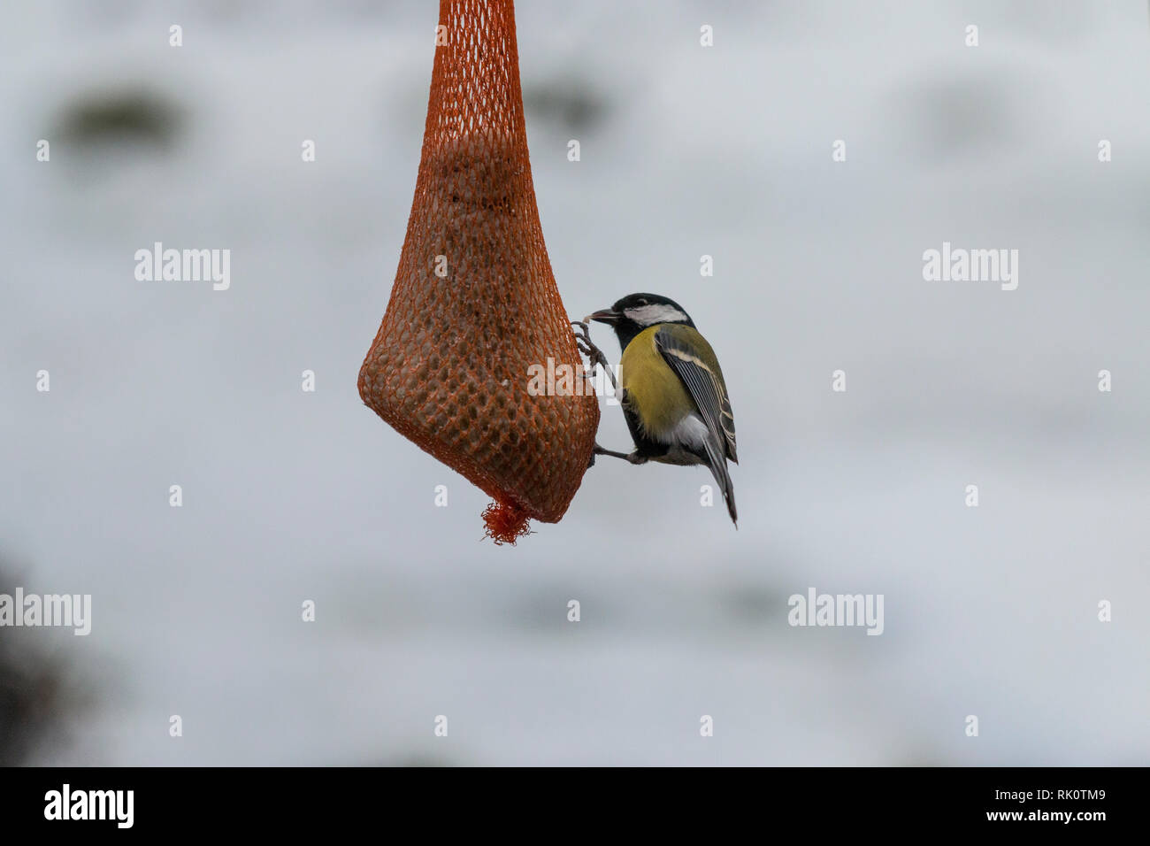 Meisen parus hires stock photography and images Alamy