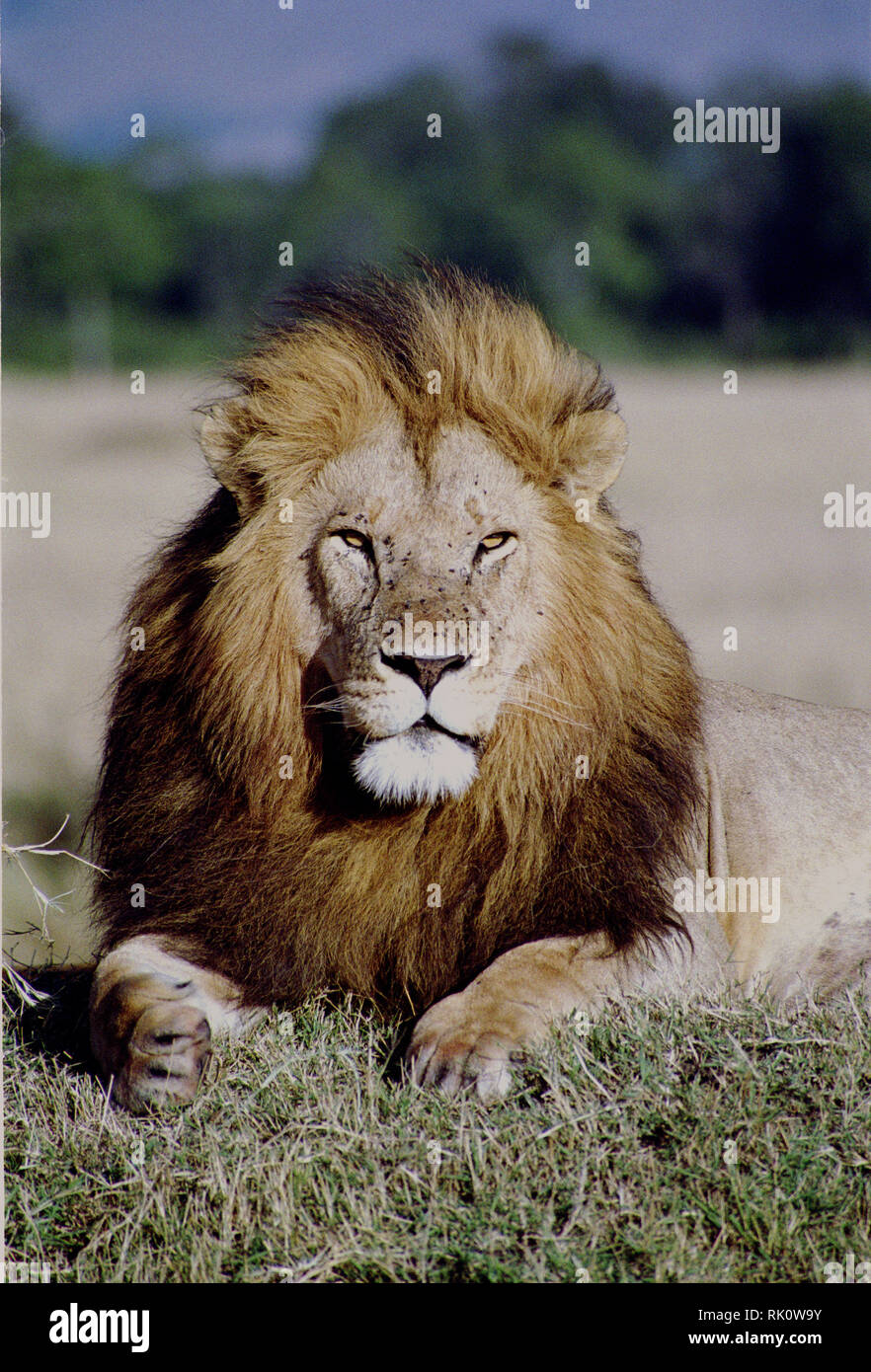 Male lion stretching Stock Photo - Alamy