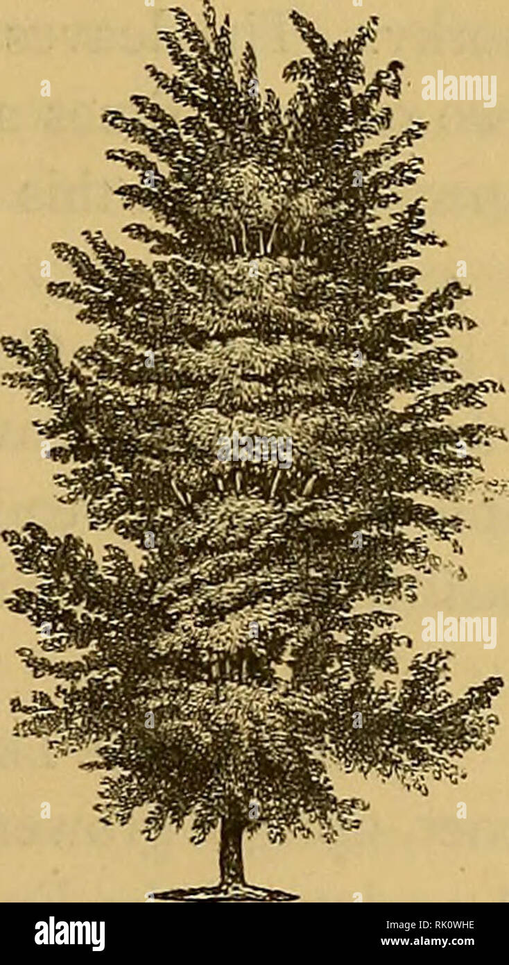 . The art of beautifying suburban home grounds of small extent;. Landscape gardening; Trees; Suburban homes. [from old catalog]. DECIDUOUS TREES. 321 Fig. 103. Strength of its lower arms, the trunk keeps on upwards, and forms a squarish oblong head. In size the English elm, as recorded by reHable authorities, exceeds any specimens of the American elms we have heard of. In Warwickshire, at Combe Abbey, thirty years ago, stood a tree two hundred years old, one hundred and fifty feet high, seventy- four feet across its branches, with a trunk nine and a half feet in diameter! In Gloucestershire, a Stock Photo