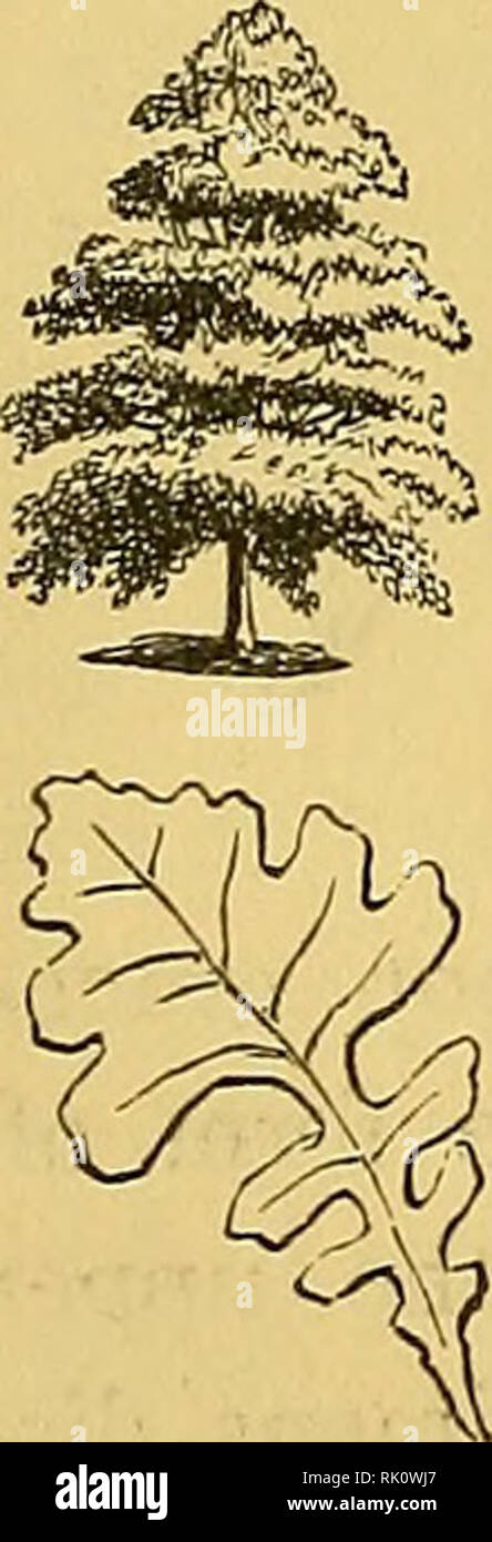 . The art of beautifying suburban home grounds of small extent;. Landscape gardening; Trees; Suburban homes. [from old catalog]. Fig, 95. The Burr Oak or Over-Cup White Oak. Qtier- cus macrocarpa.—The accompanying sketch is char- acteristic of the burr oak when young; with age it assumes a spreading form, very similar to, but smaller, than the white oak; the bark is darker colored, and rougher, and the branches have a corky and ragged look. The leaf is the largest and most beautiful among oak leaves, and has a form so peculiar as to attract attention, and is admirably adapted to use in archite Stock Photo