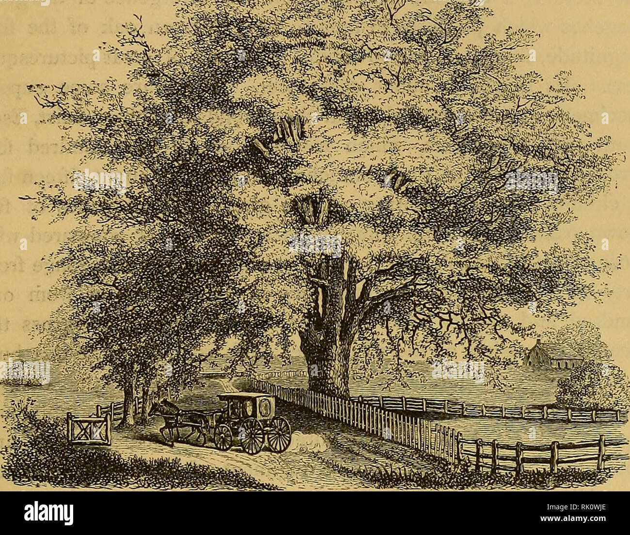 The Art Of Beautifying Suburban Home Grounds Of Small Extent