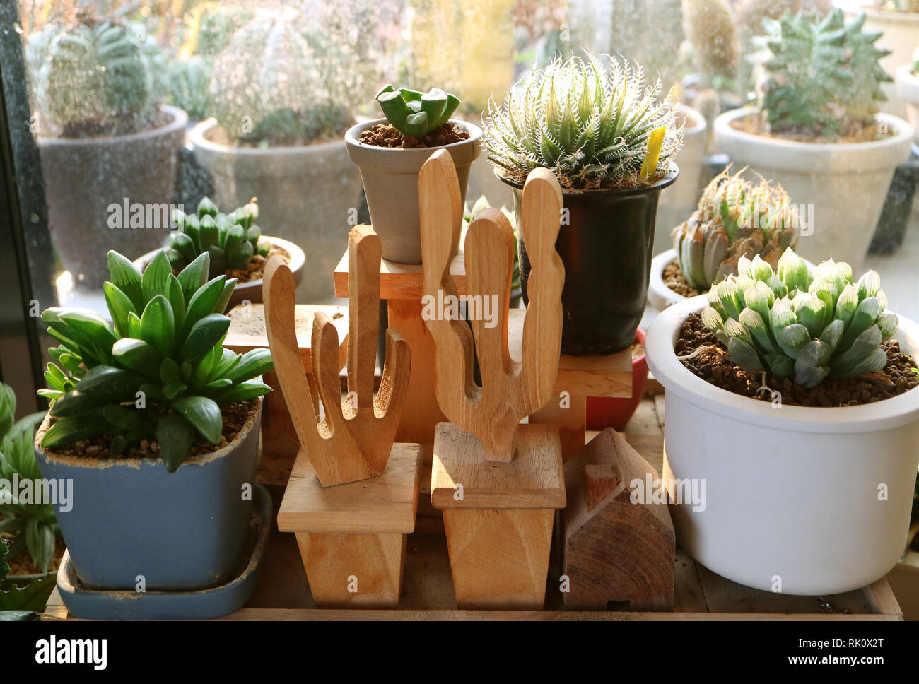 Various types of cactus plants good for home gardening Stock Photo Alamy