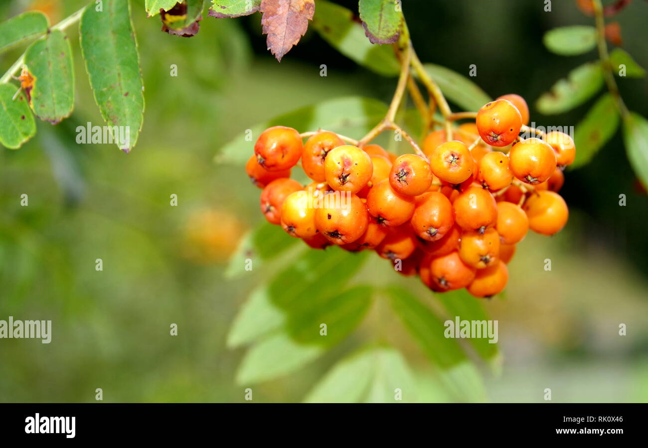 Close-up of berries of a mountain ash, Stock Photo