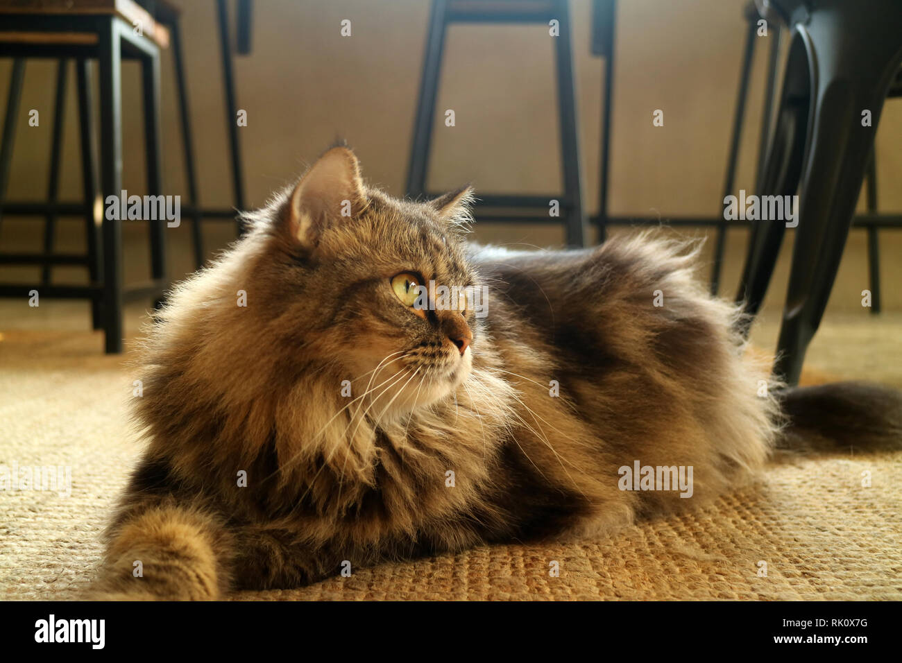 One Lovely Brown Fluffy Hair Persian Cat Squatting on the Floor Stock Photo