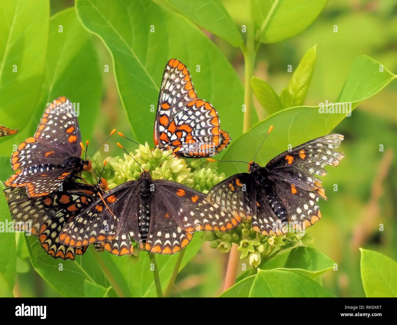 Monarch Butterflies Migration High Resolution Stock Photography and ...