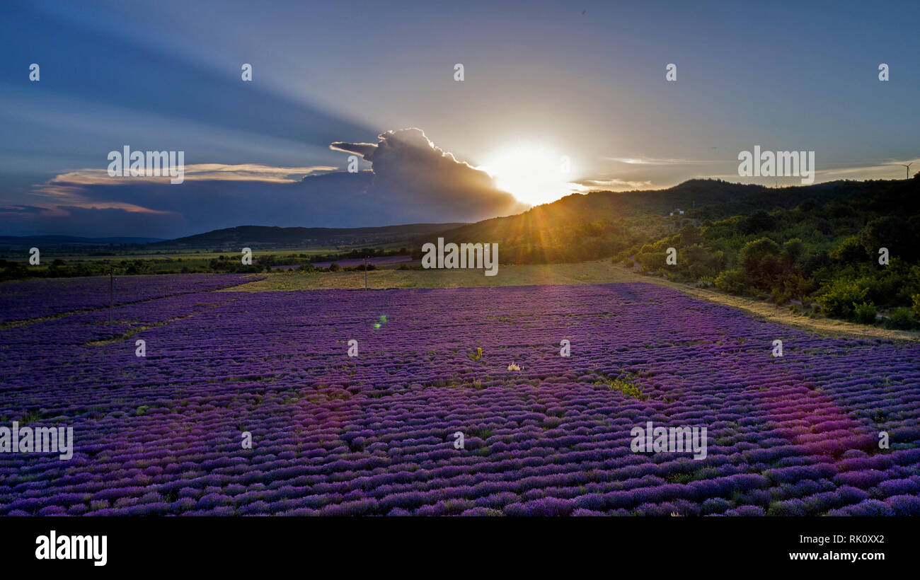 Aerial view of a landscape with lavender field at sunset - Image Stock ...