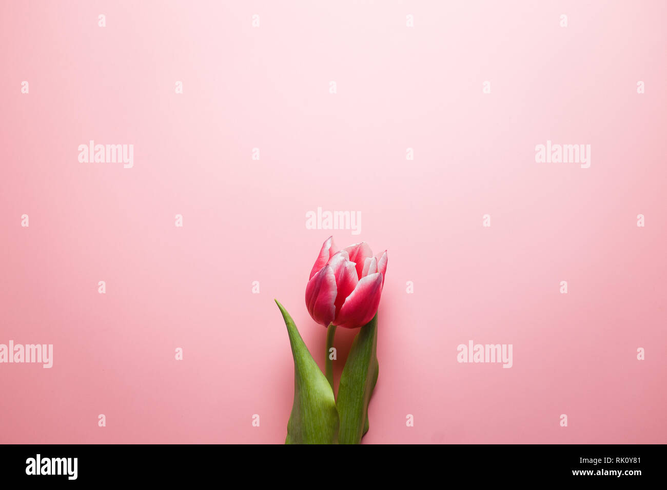 Delicate pink tulip on a pink background with place for text. Background for congratulations or for the holiday of March 8, Mother's Day, February 14, Stock Photo
