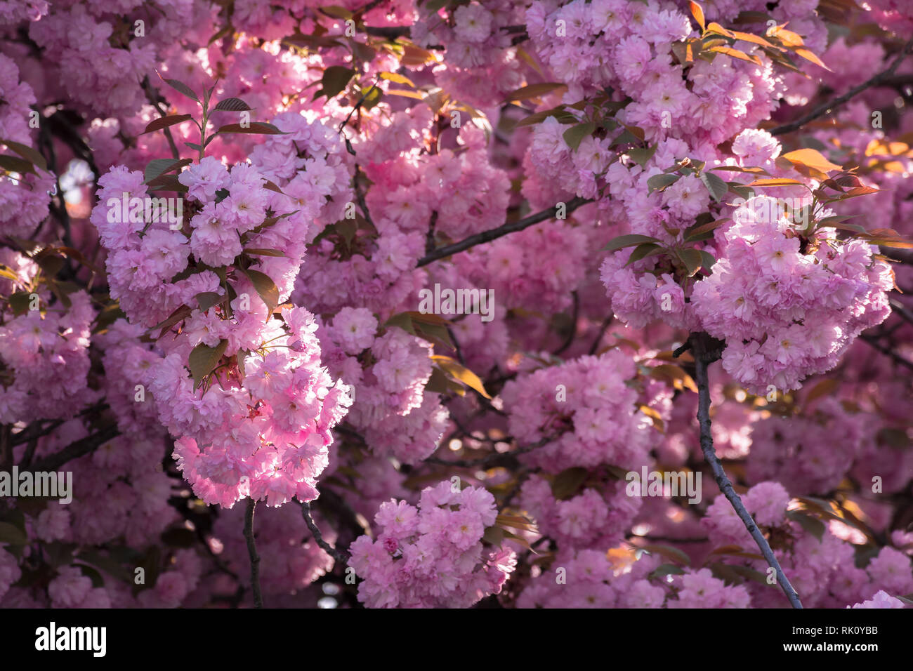 pink cherry blossom background. ample tree buds. wonderful nature scenery in spring Stock Photo