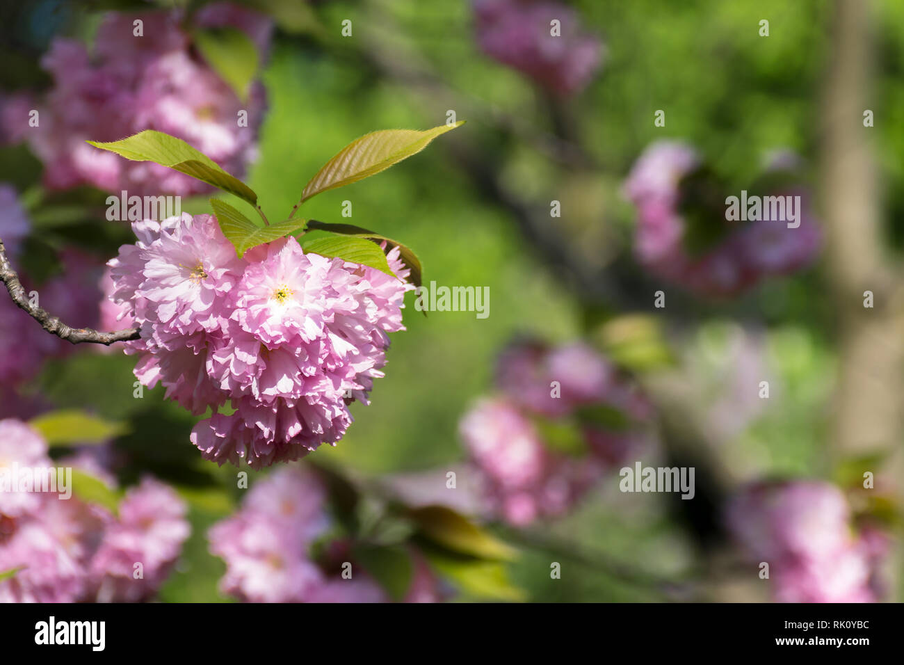 pink cherry blossom twig in the garden. wonderful nature background in spring Stock Photo