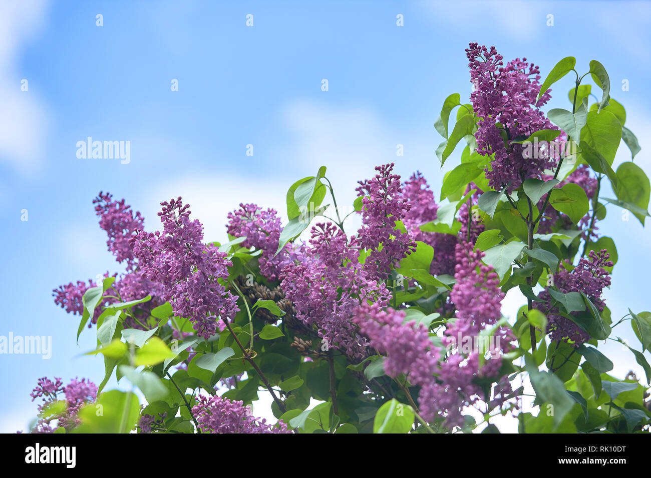 Lilac Lilacs Or Syringe Colorful Purple Lilacs Blossoms With Green Leaves Floral Pattern Lilac Background Texture Lilac Wallpaper No Sharpen Stock Photo Alamy
