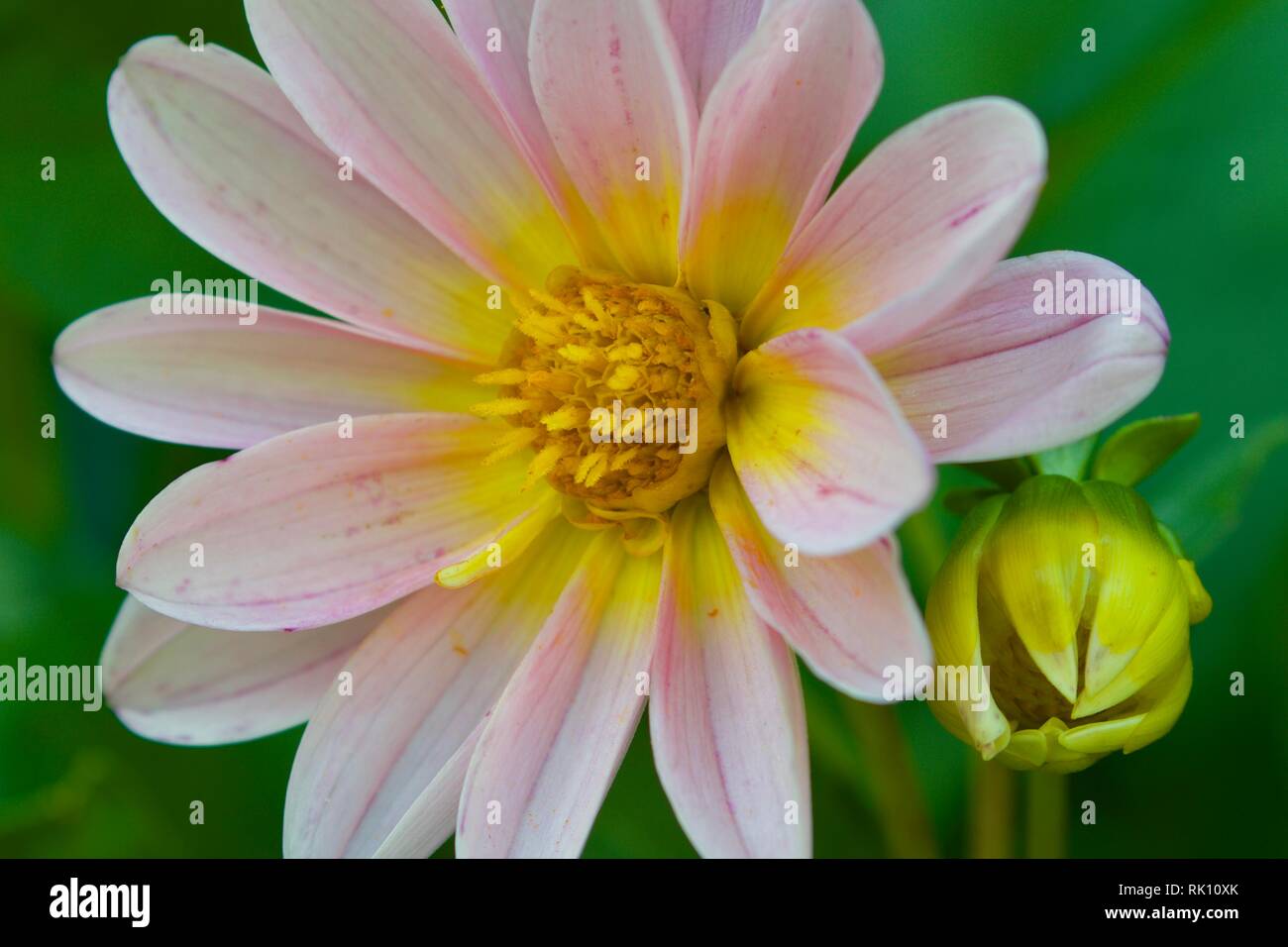 Vivid Pink Dahlia Flower High Resolution Stock Photography and Images ...
