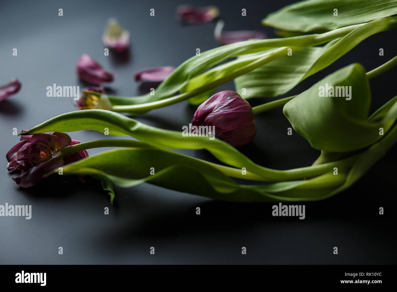 Bouquet of wilted tulips on a black depressive background. Fallen petals of tulips on a dark background. Macro shot. Depressive old bouquet of flowers Stock Photo
