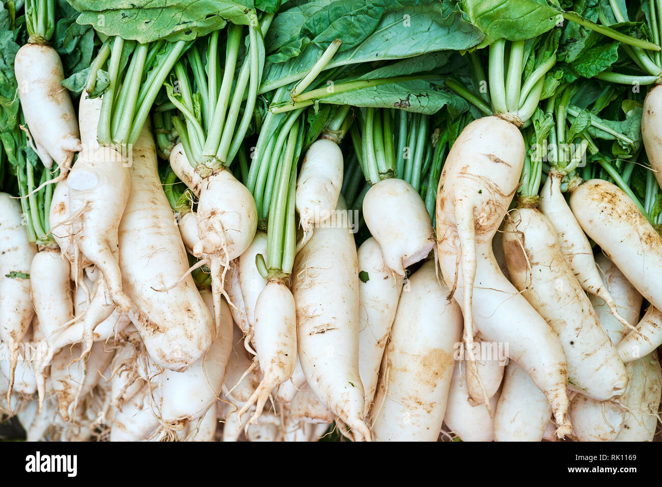 White Japanese Long Daikon Radish Top Down View Stock Photo Alamy