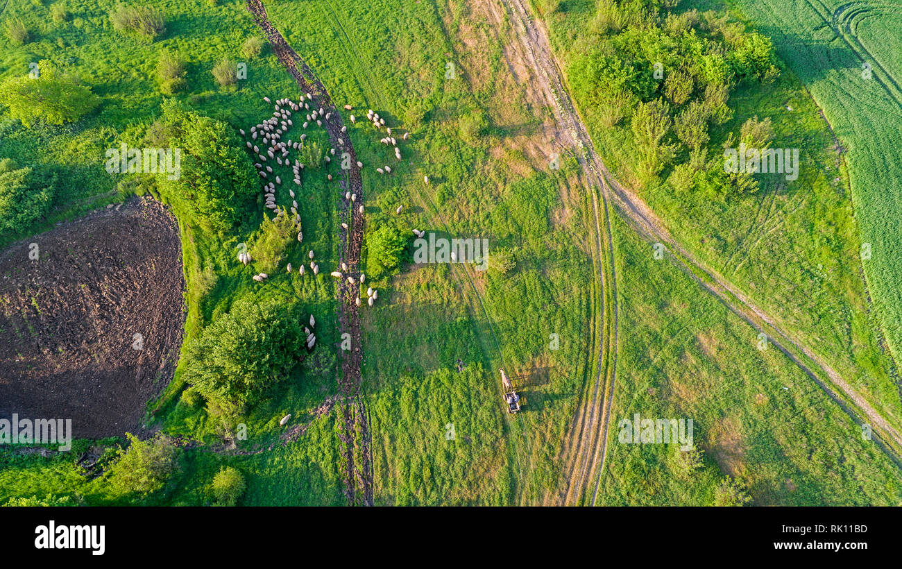 View topdown photo of meadow with sheep cattle grazing grass showing their long shadows from