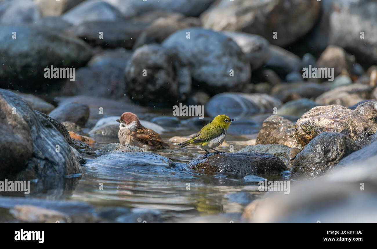 Whiteeye and Eurasian Tree Sparrows are having bath together Stock Photo