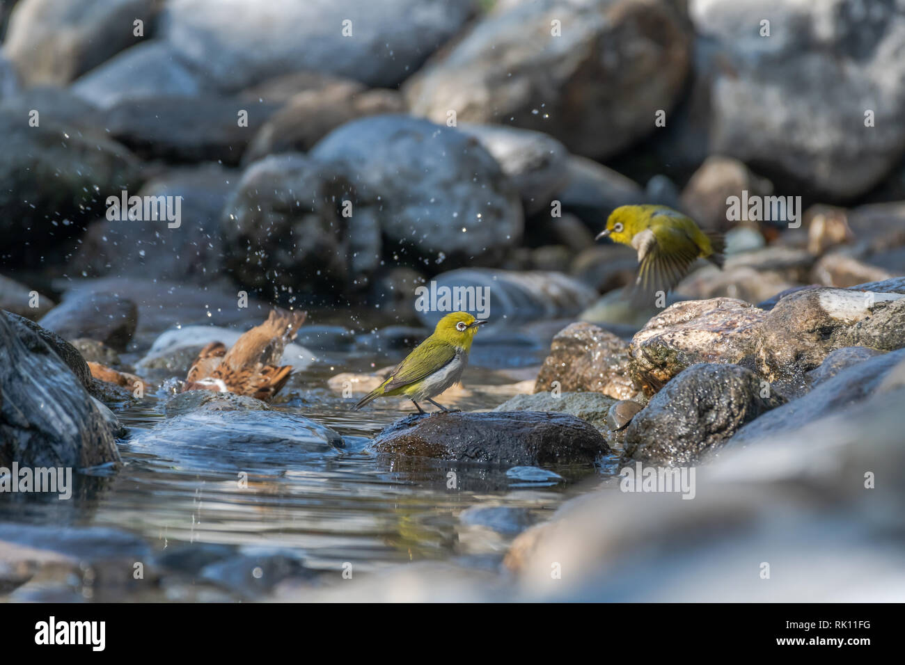 Whiteeye and Eurasian Tree Sparrows are having bath together Stock Photo