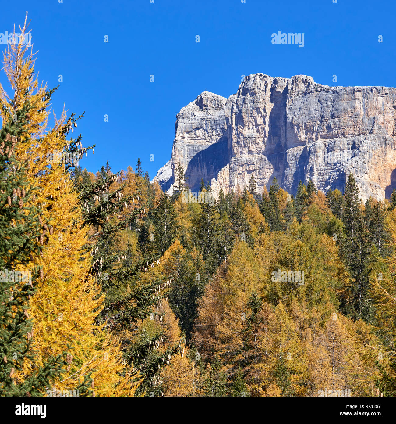 The cliffs of Sasso della Croce above forest in autumn, Val Badia, Dolomites, Alta Badia, South Tyrol, Italy Stock Photo