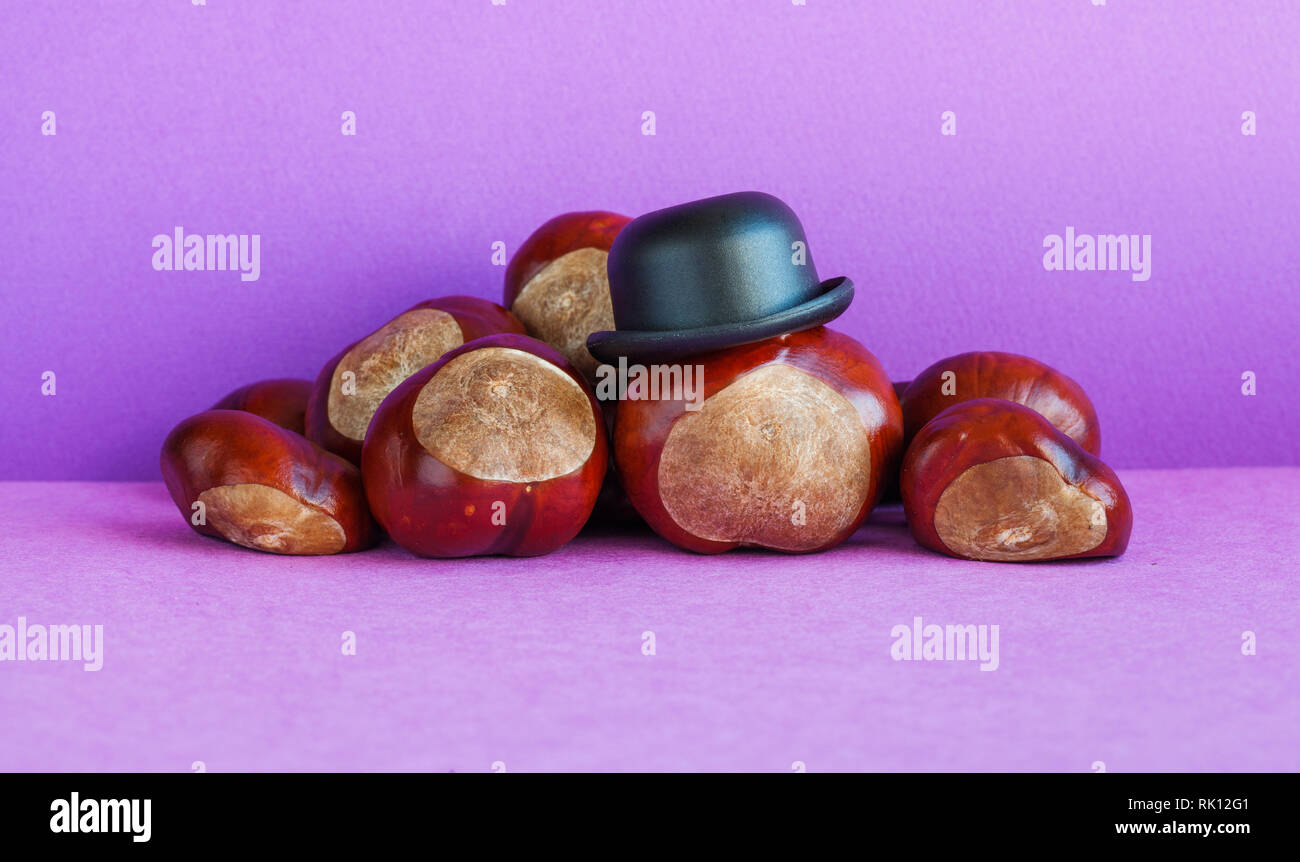 Mister Horse chestnut Buckeye seed and 
