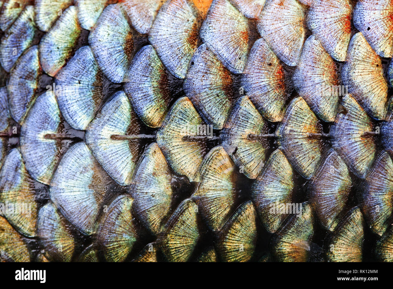 Real Fish Scales Pattern