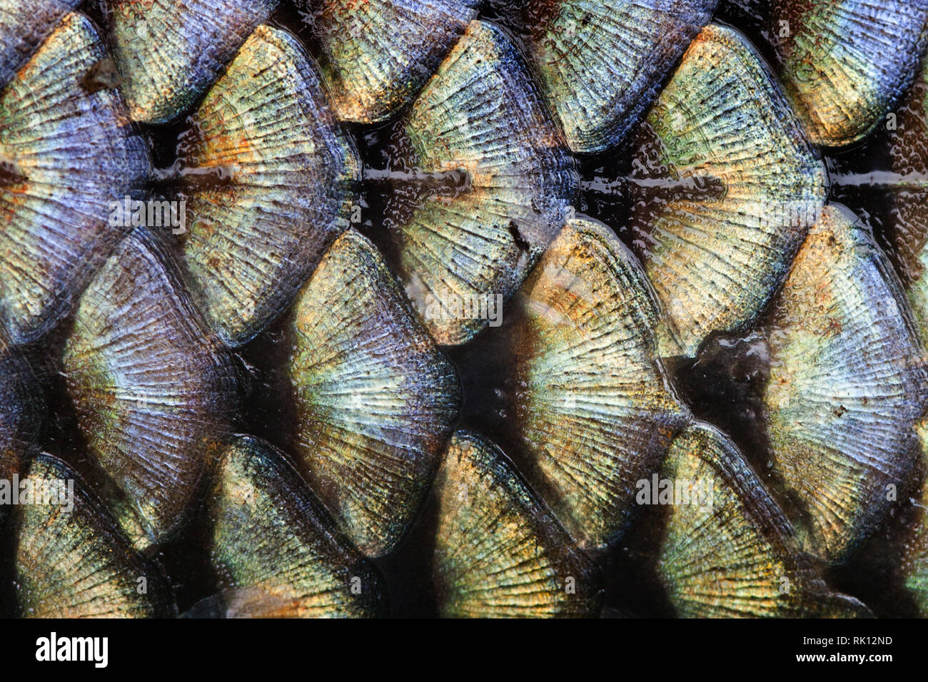 macro fish fins and scales macro fish fins and scales