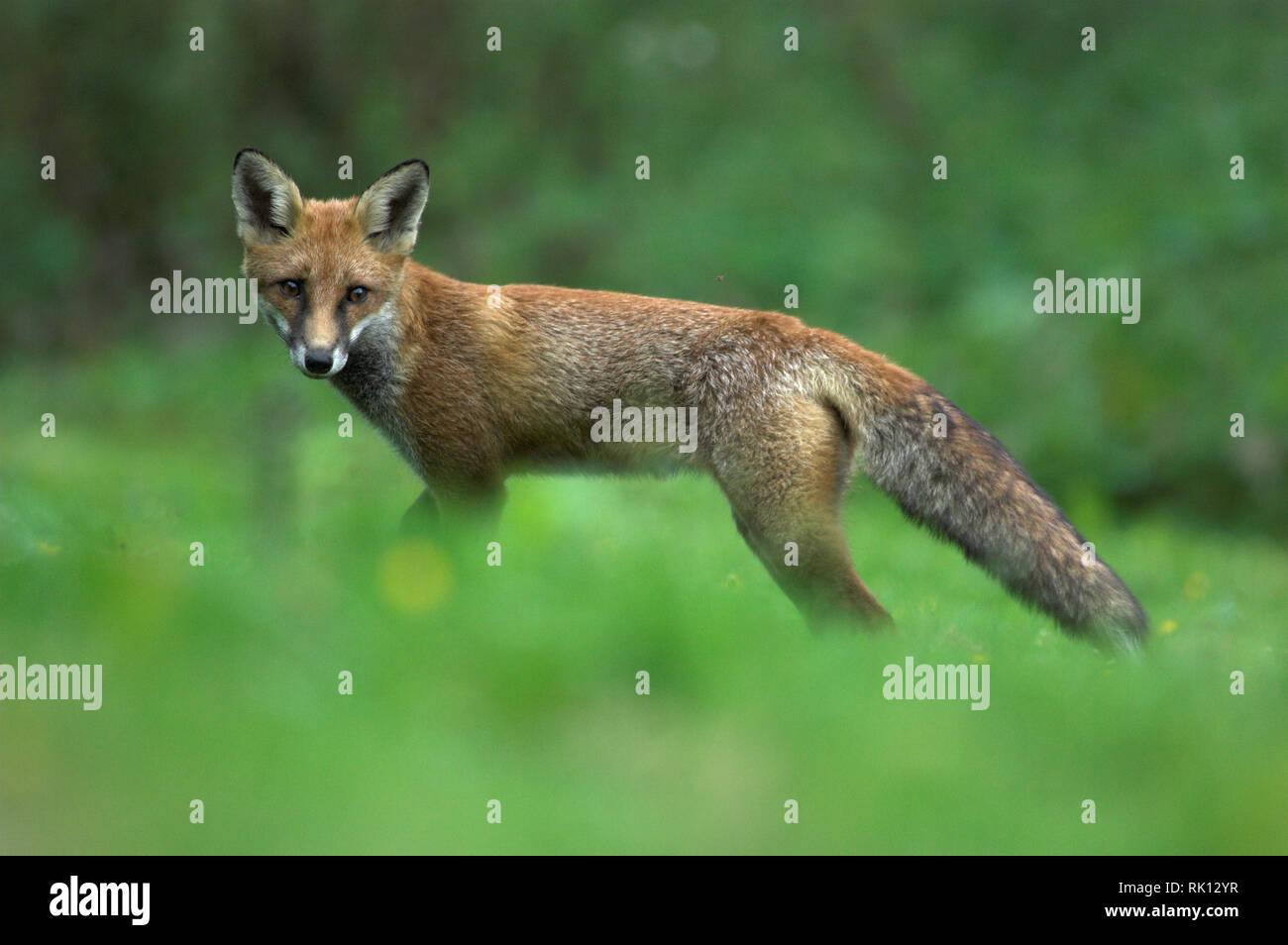 Dogs and foxes hi-res stock photography and images - Page 2 - Alamy