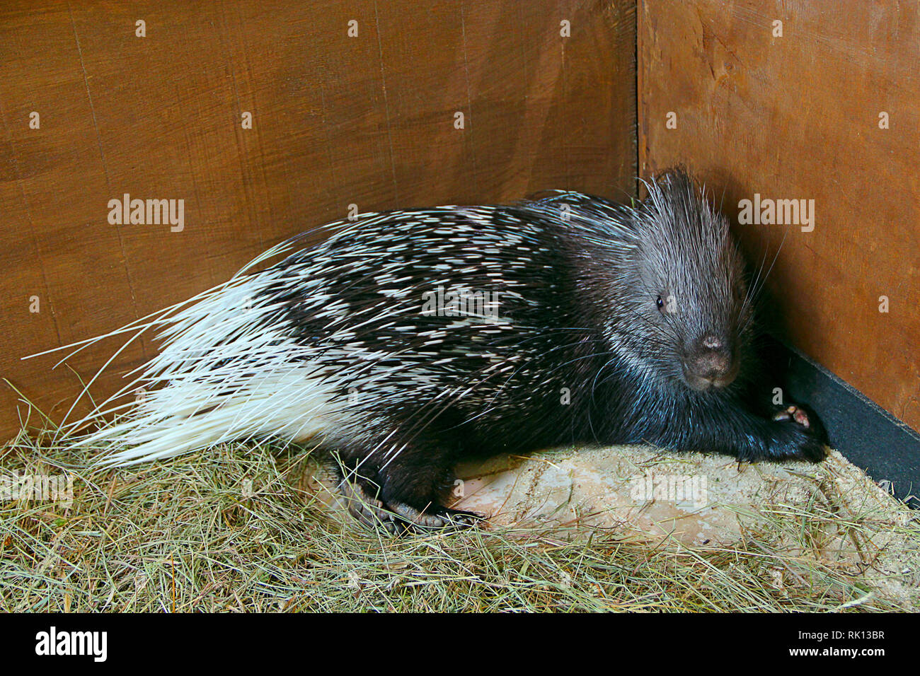 Prickly rodent hi-res stock photography and images - Alamy