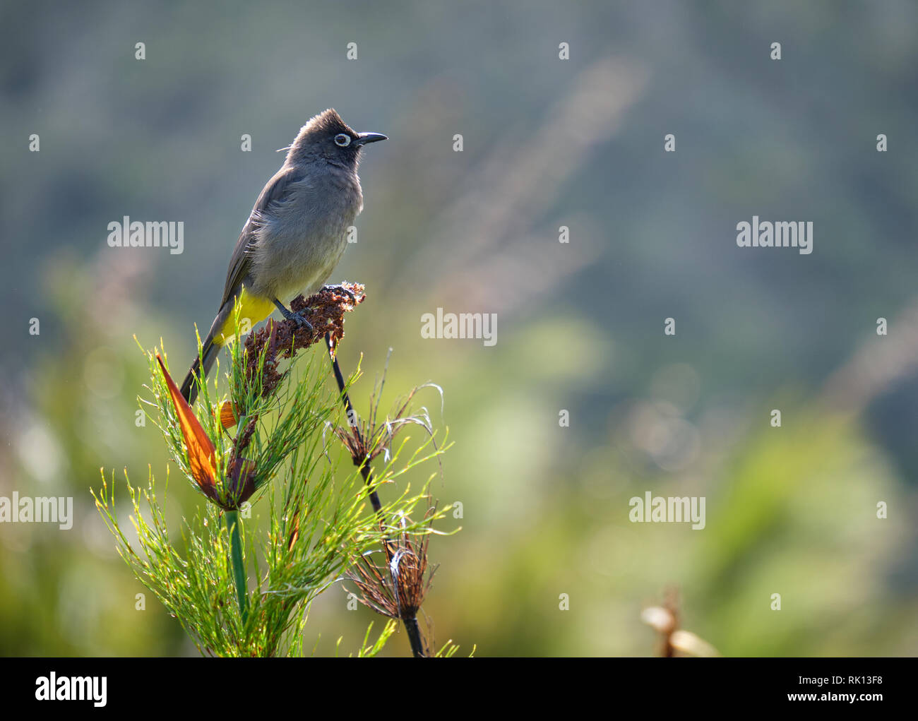 South african Cape Bulbul standing on top of dried bush. Sideway view with blurred background Stock Photo