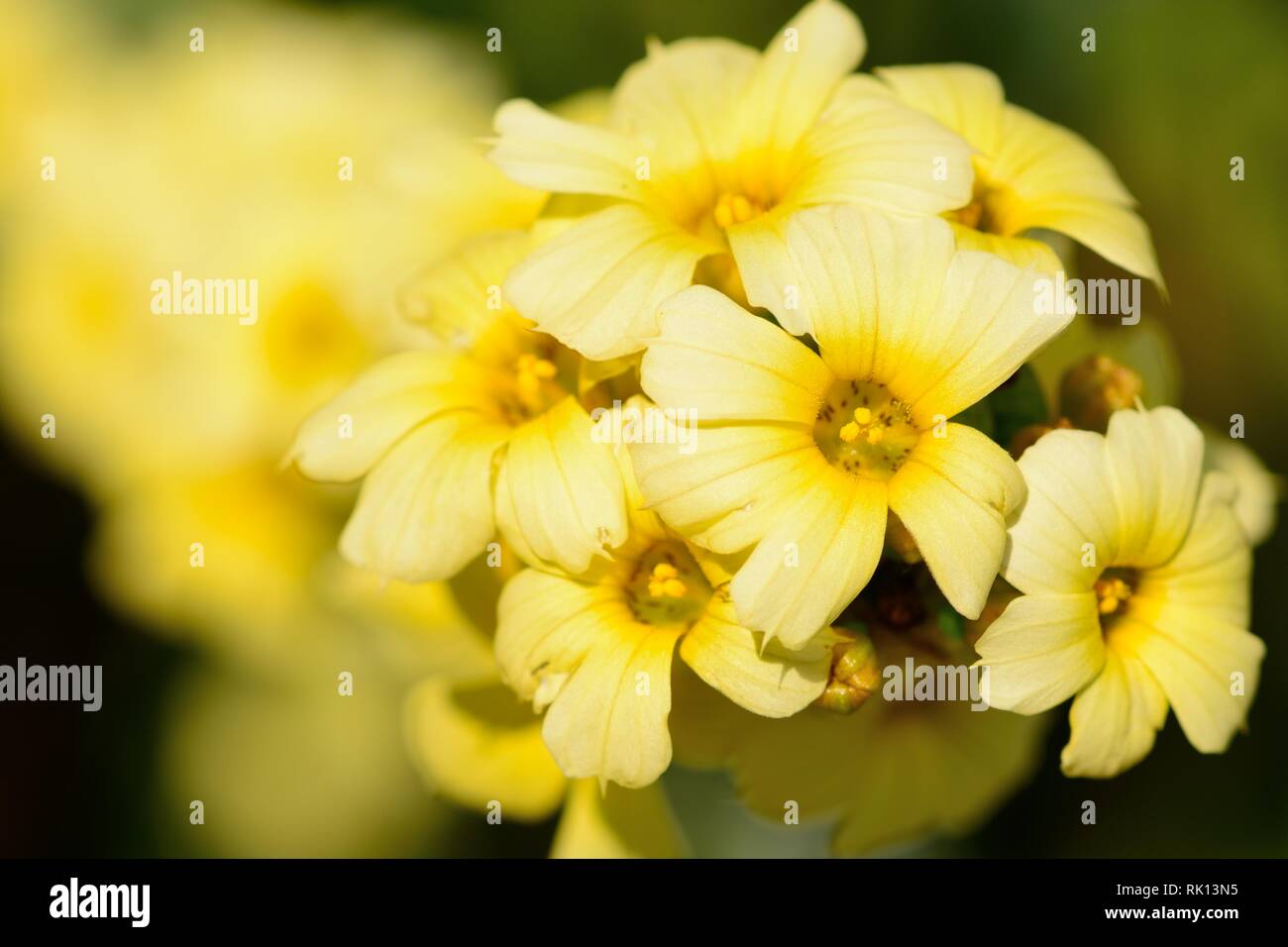 Close up of pale yellow eyed grass (sisyrinchium sgtriatum) in bloom Stock Photo
