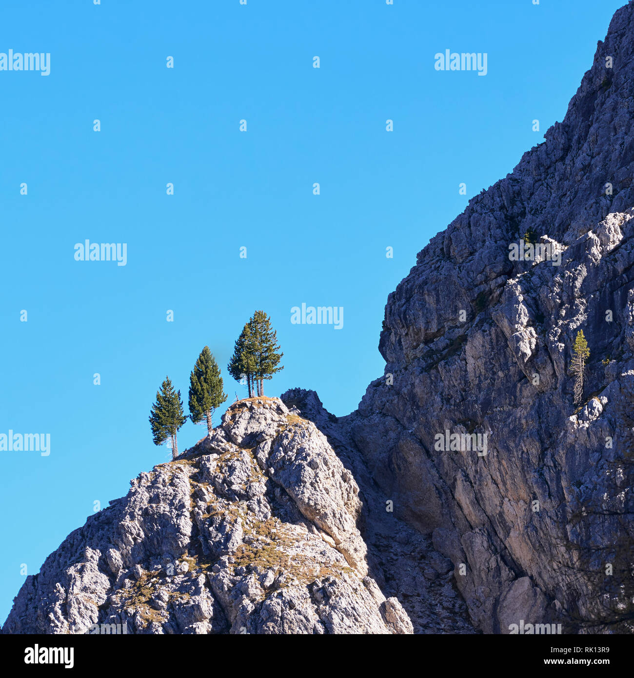 Three pine trees on a steep ridge, Cadini di Misuina, Dolomites, near Misurina, Veneto, Italy Stock Photo