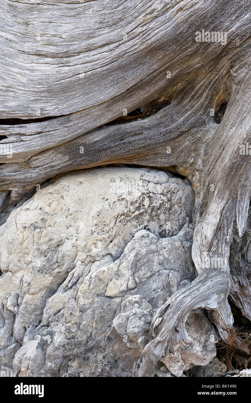 Old tree root grown around a limestone or dolomite boulder, Dolomites, Italy Stock Photo