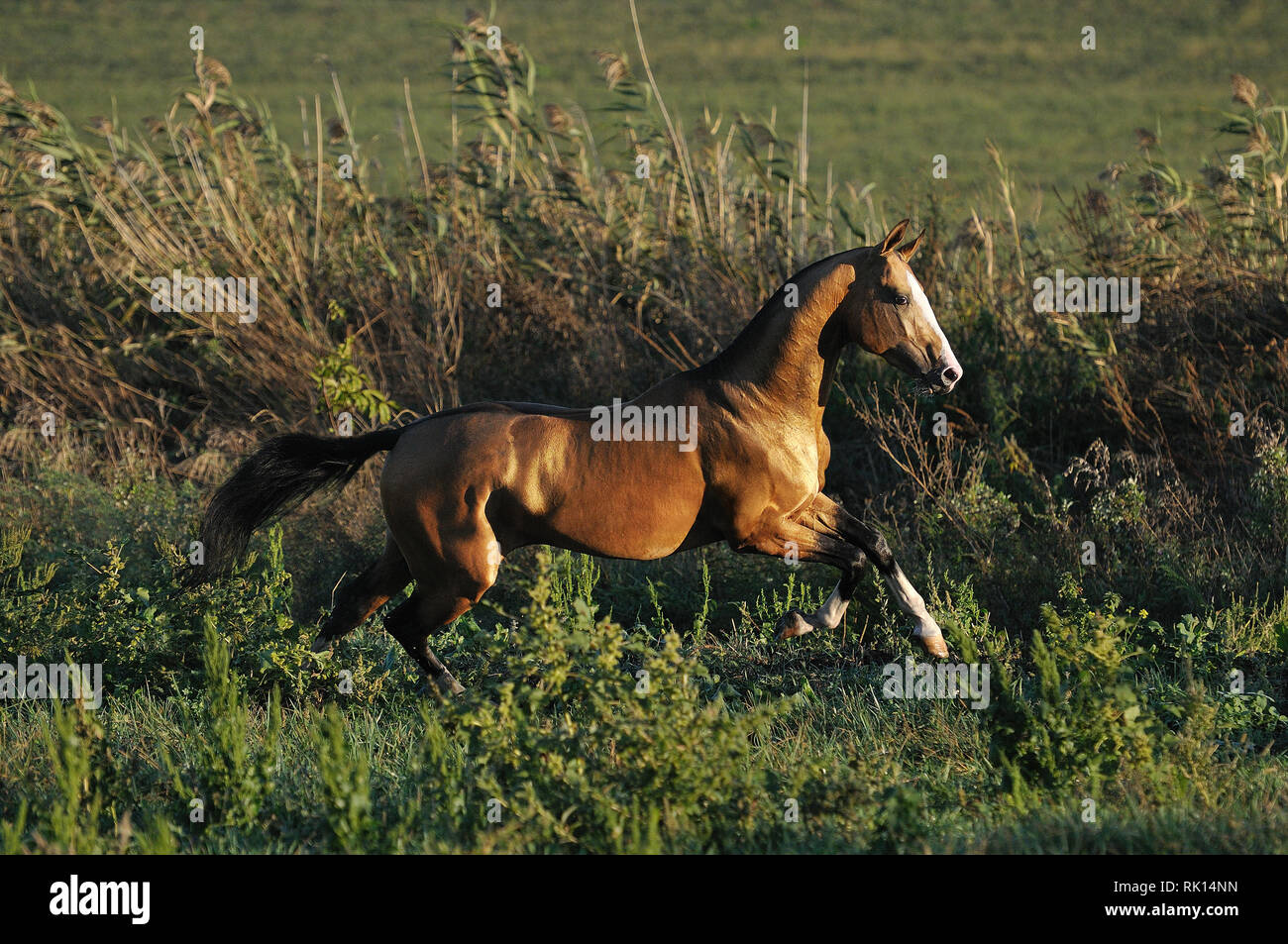 Golden Akhal-Teke runs in fast gallop in the middle of summer pasture with tall grass. Horizontal, in motion,side view, Stock Photo